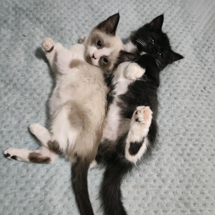 养猫人