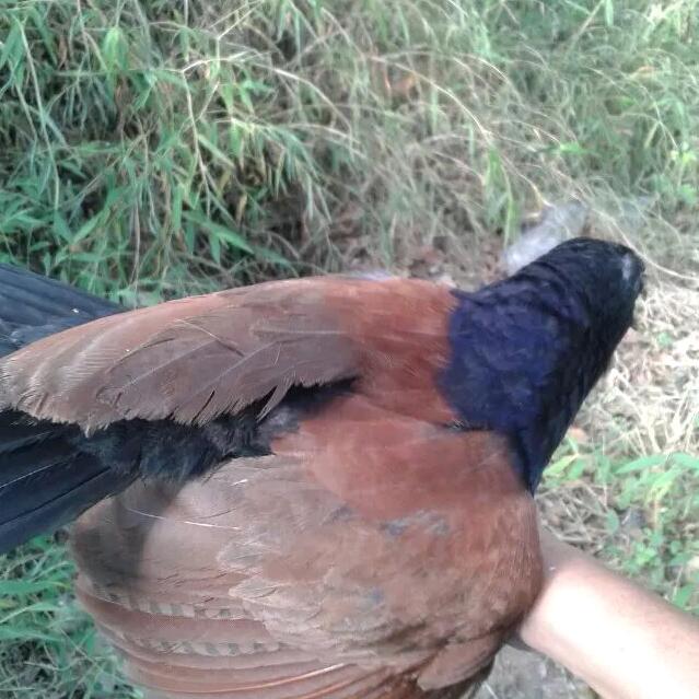 何武龙