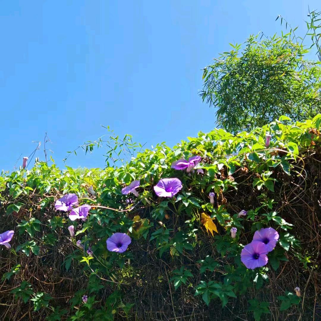 欣欣向荣