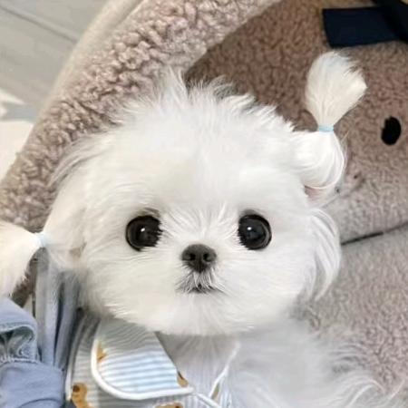 fofo(✪ω✪)