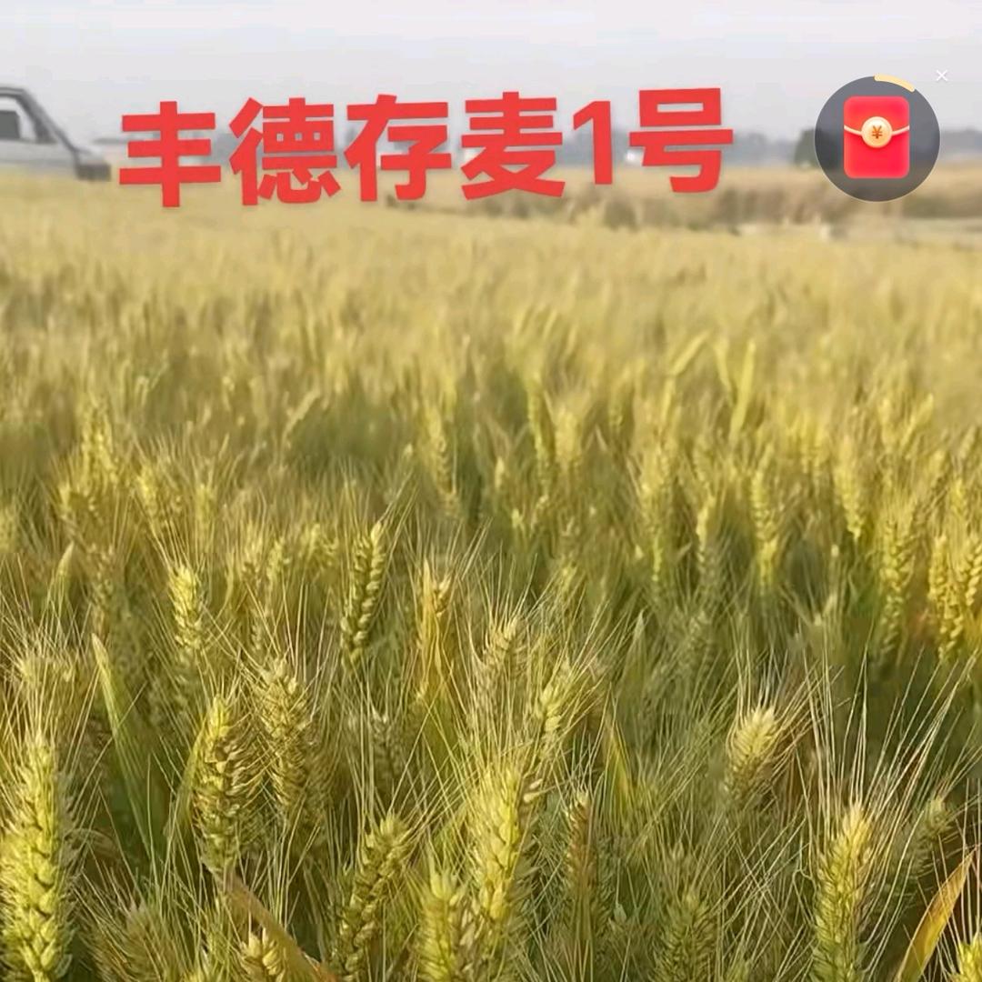 正阳县富民种业门市部