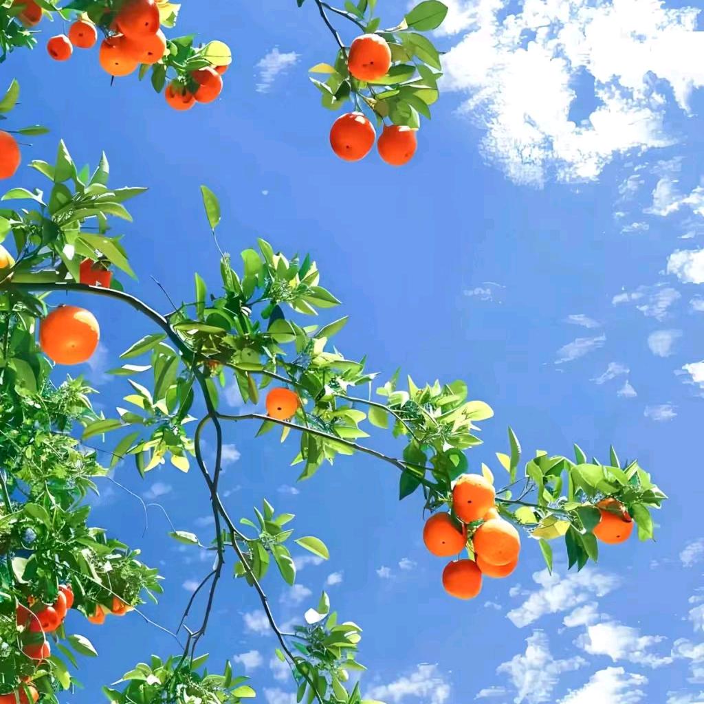 有个小桔子茶🍊