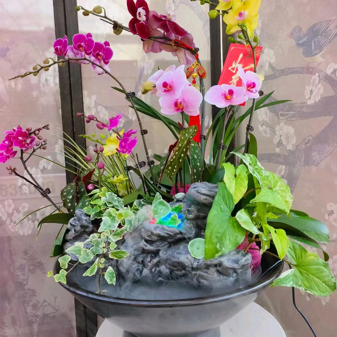 院子里，有花有草有世界