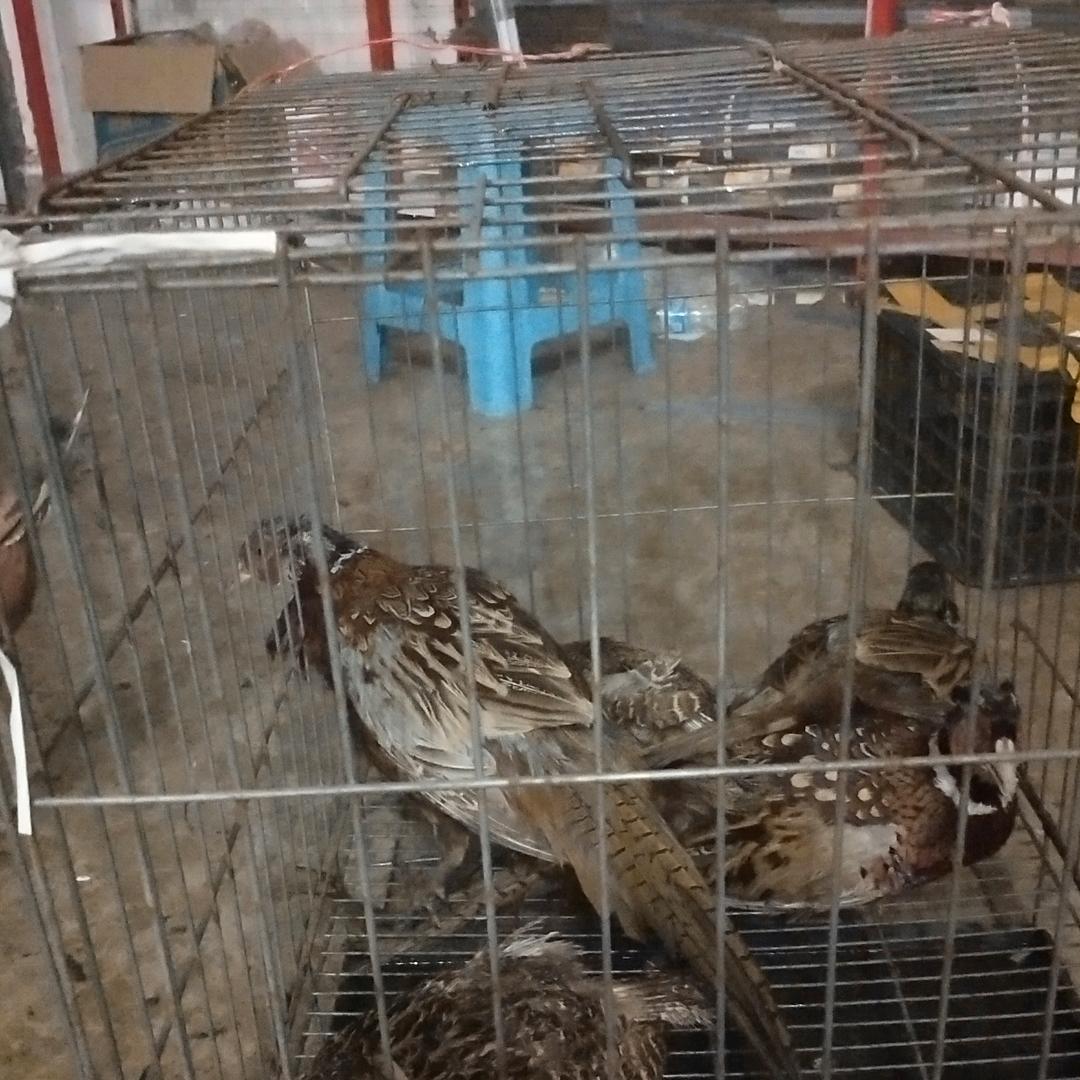 金色稻香欢迎你