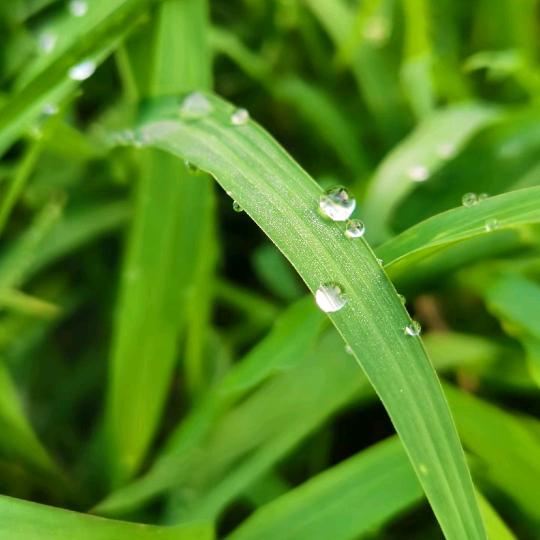 青青朝露《龙羽》