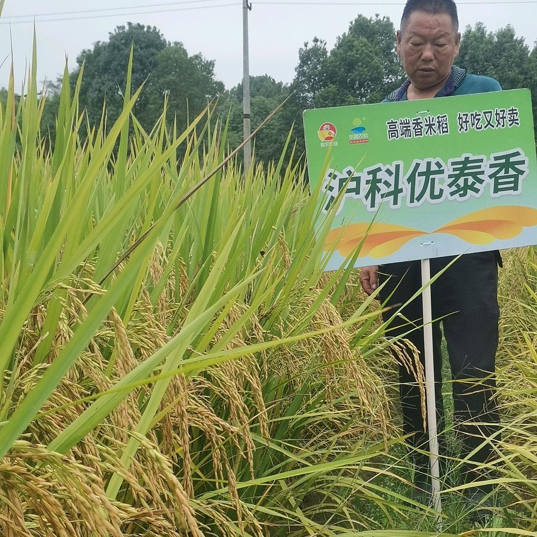 盈穰种业