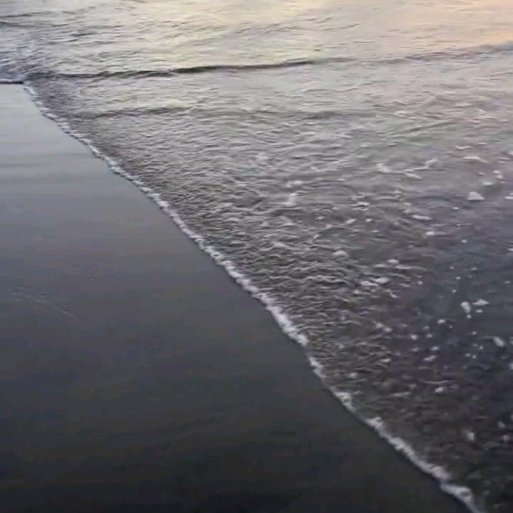 海里的鱼