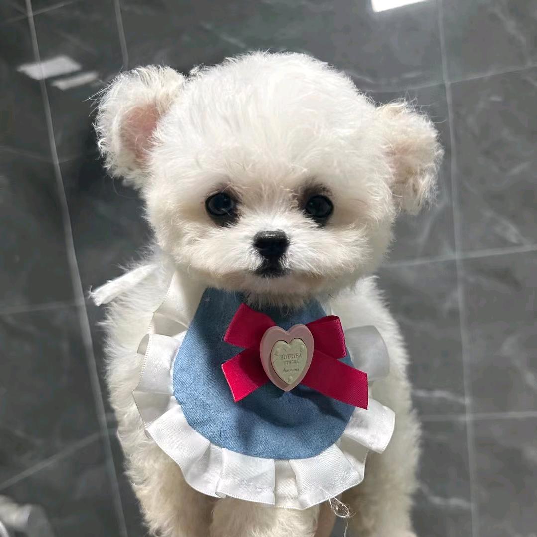 大爱仙尊（恋爱版）