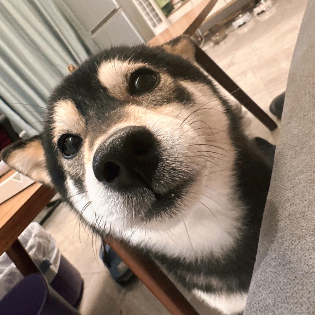 柴犬大王统治世界