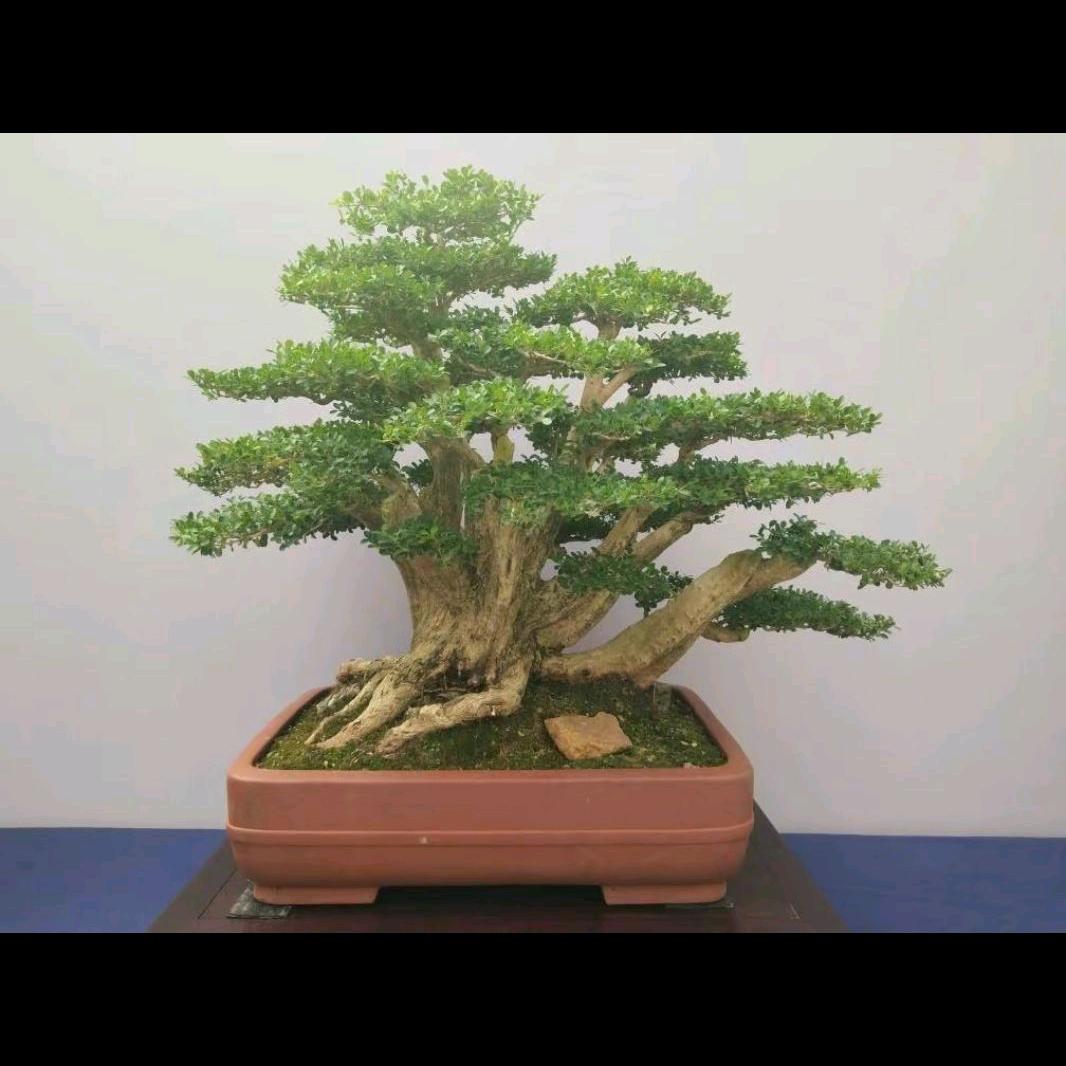 东方龙