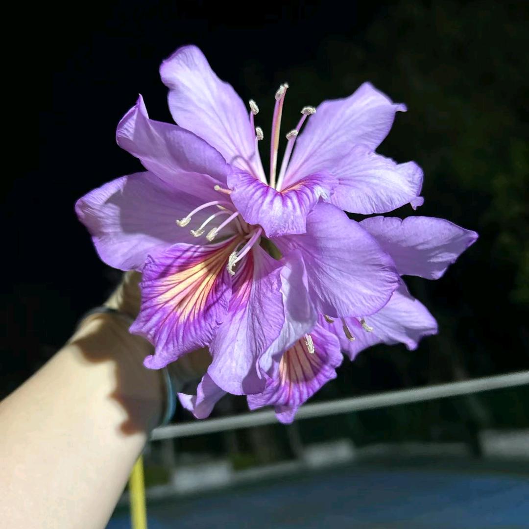 莉莉❤ (ɔˆз(ˆ⌣ˆc)卓志莉