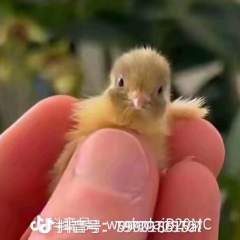开心幸福