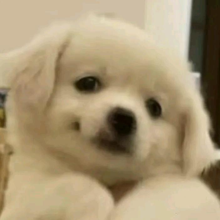 小杰哥小公举
