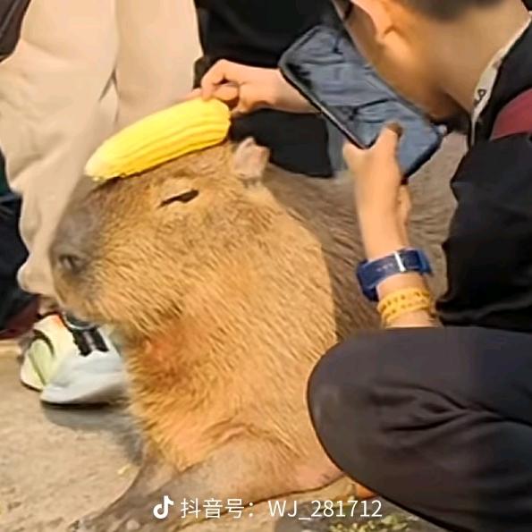 琴酒猫猫头