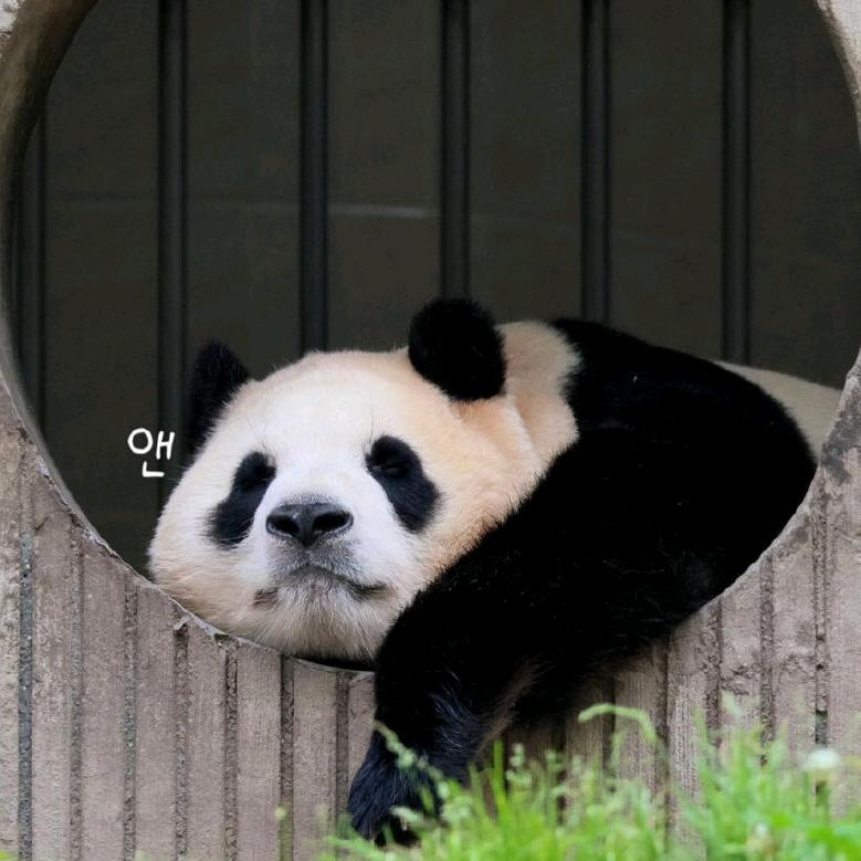 Pubao头像