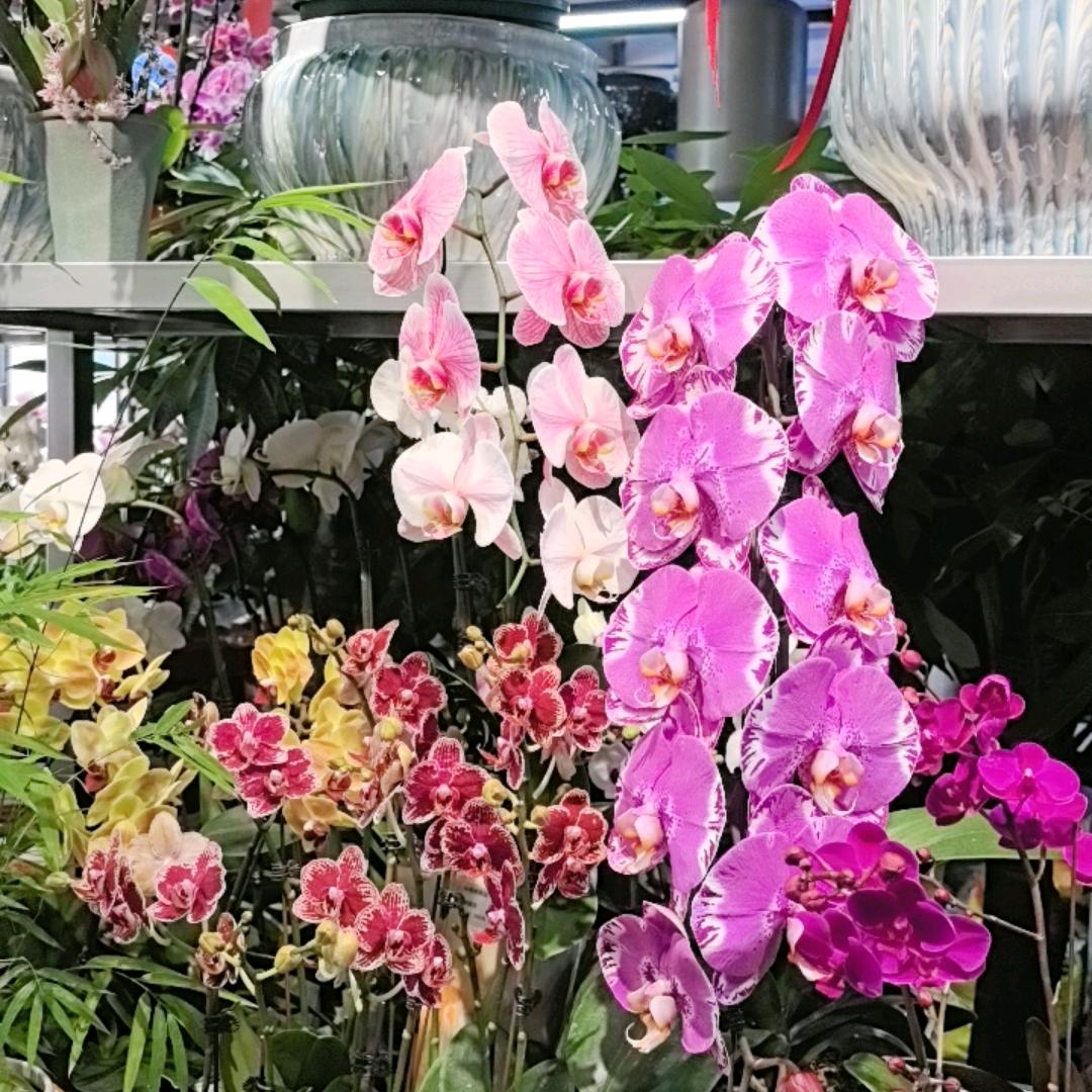 鲜花🌸绿植花卉