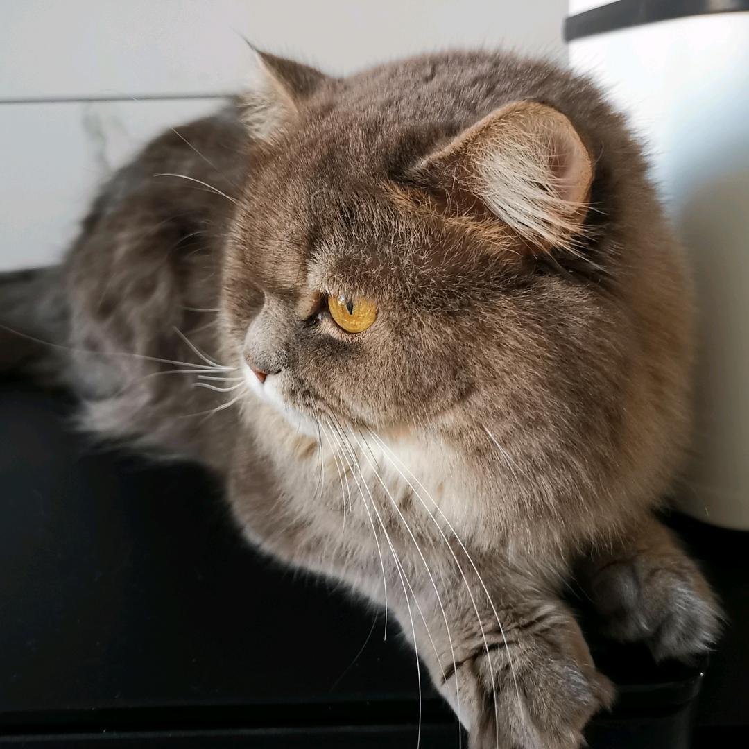 卡卡是只猫呀！