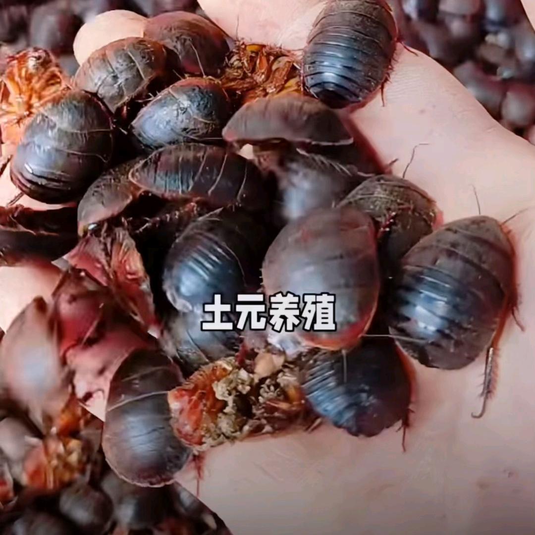 新型养殖@土鳖虫