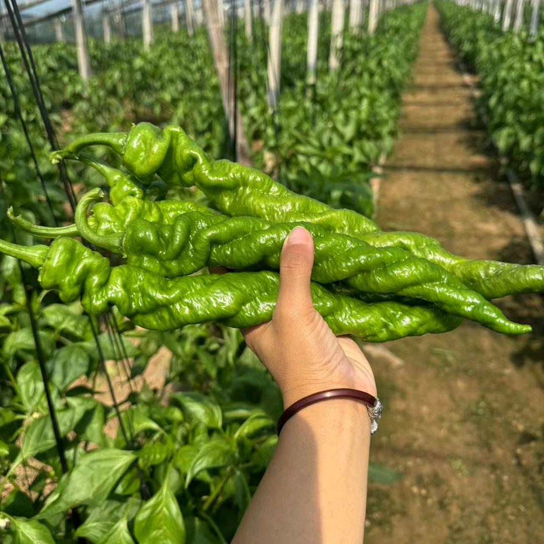 椒想种业