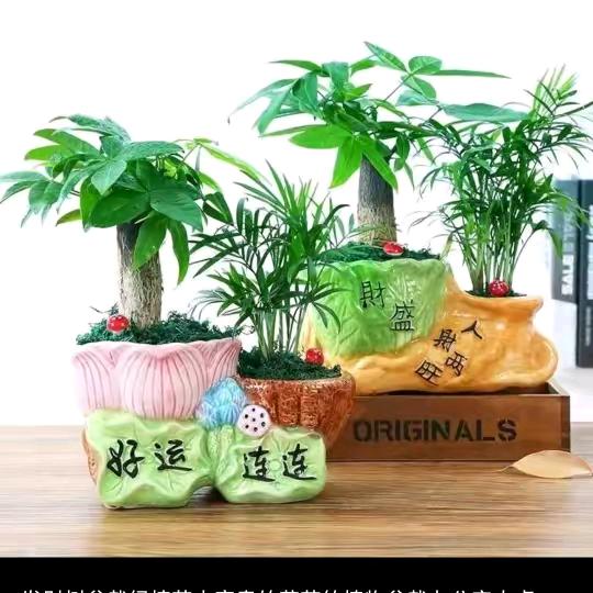 🌵🍃伟🌾🌹