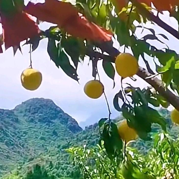 乐昌毛坪种养专业合作社許生