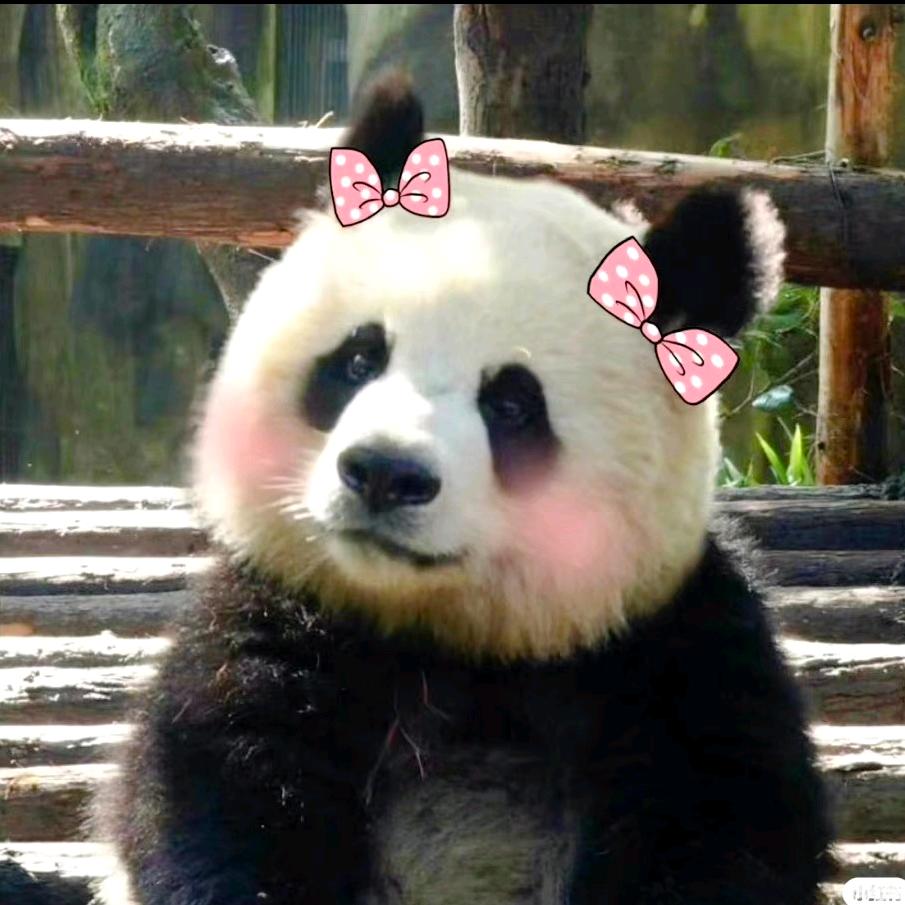 我的胖达小狗🐼