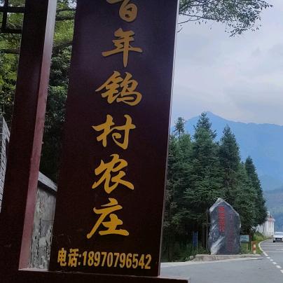 关田下关红豆杉