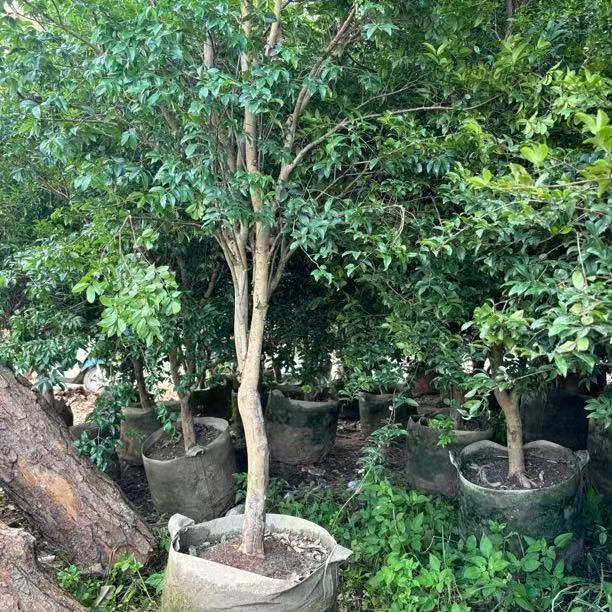 惜音林语间果树苗木专卖店