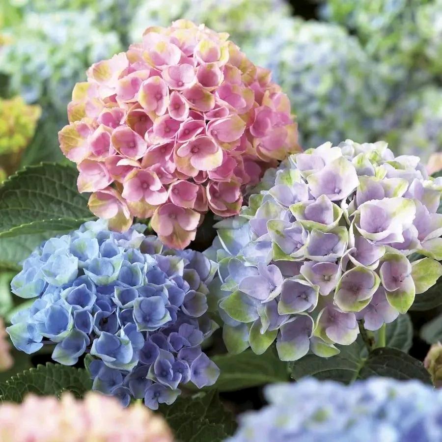 欣馨花园
