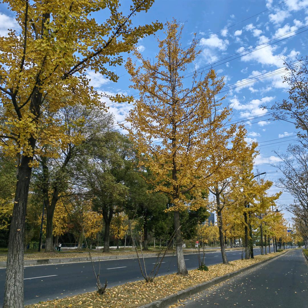 雅雅-在杭州