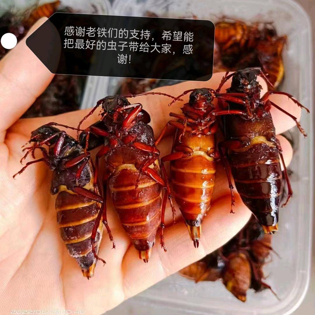 沂蒙味道昆虫美食