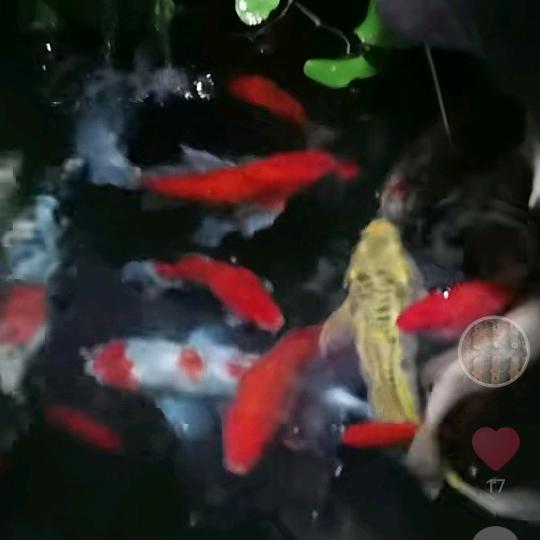 电器含银触点物料回收