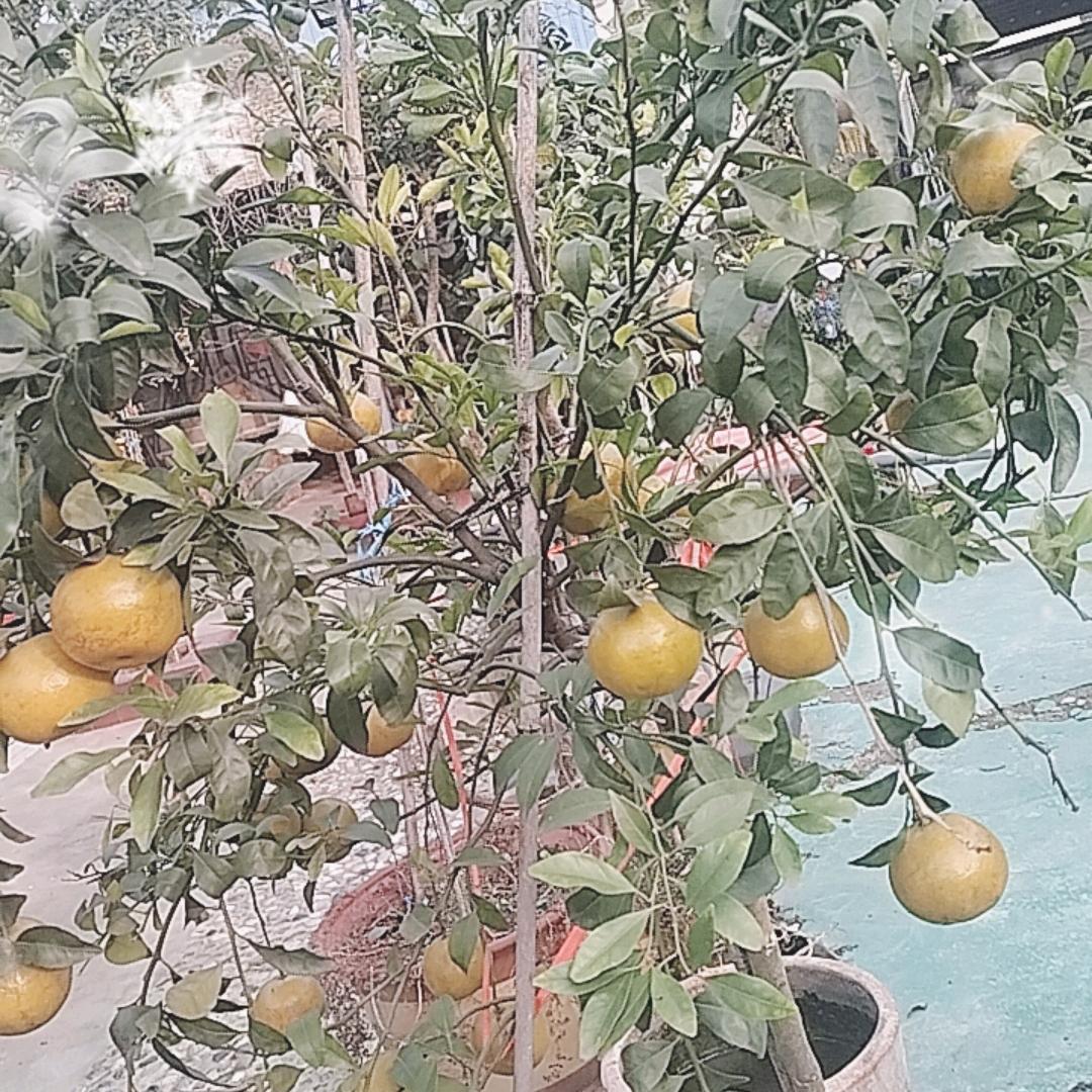 桃花岛生态园