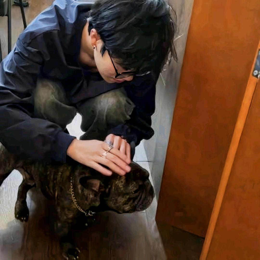 公绵羊