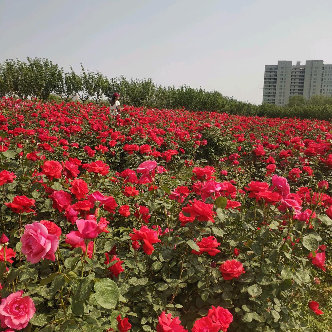 红红(首播筹备中)