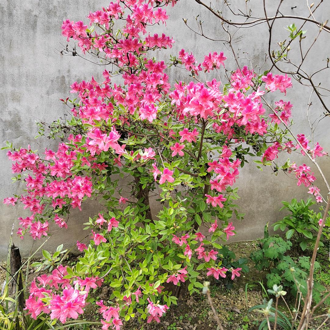 爱花者