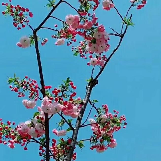 土桥昭达机械修理