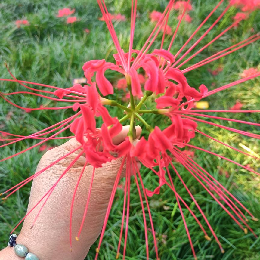 月涵妍