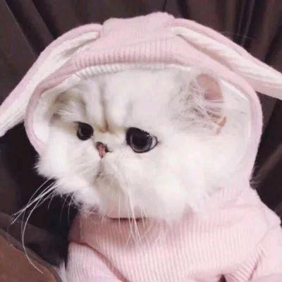 呆鱼