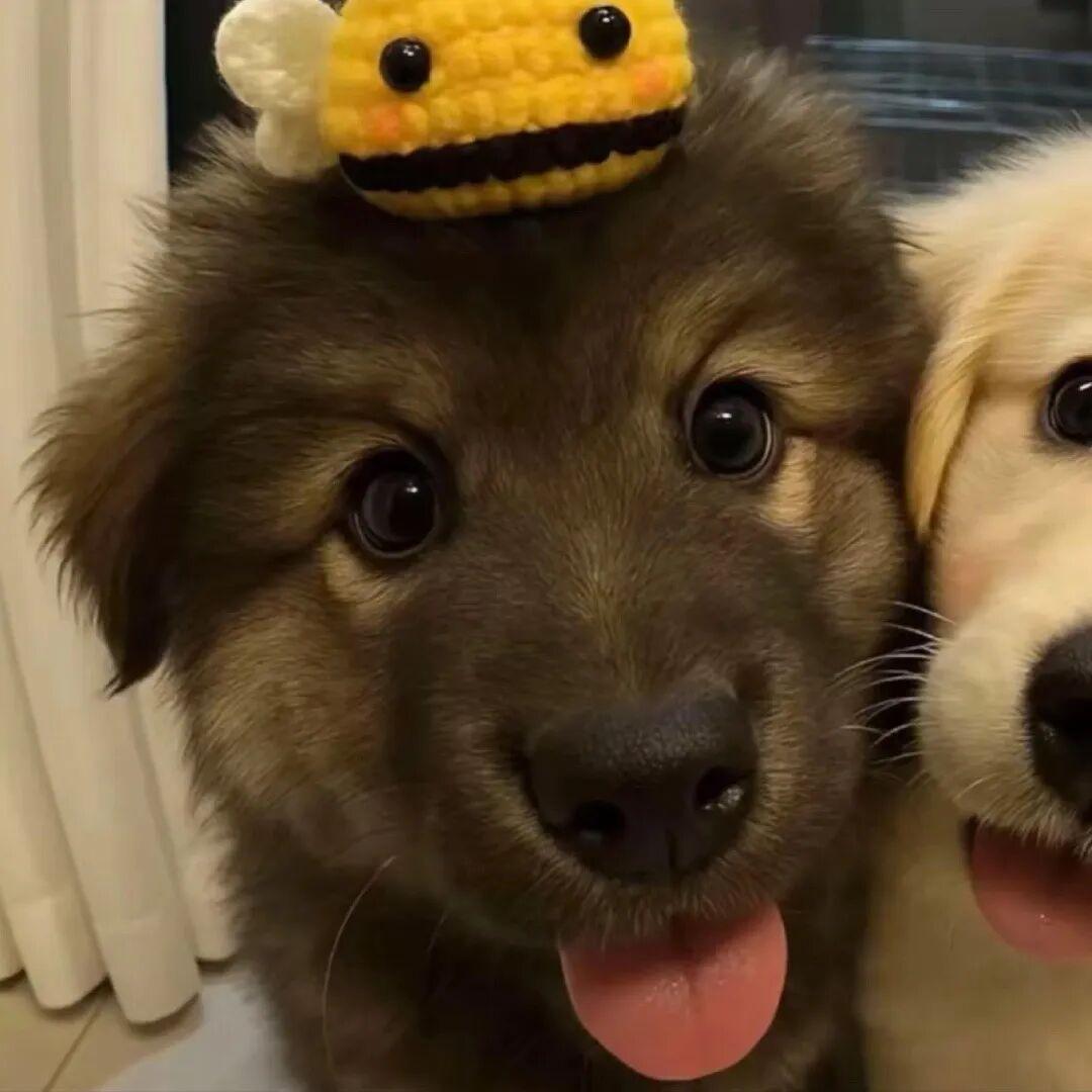 好运跳跳糖  𓆪໊ོ✨