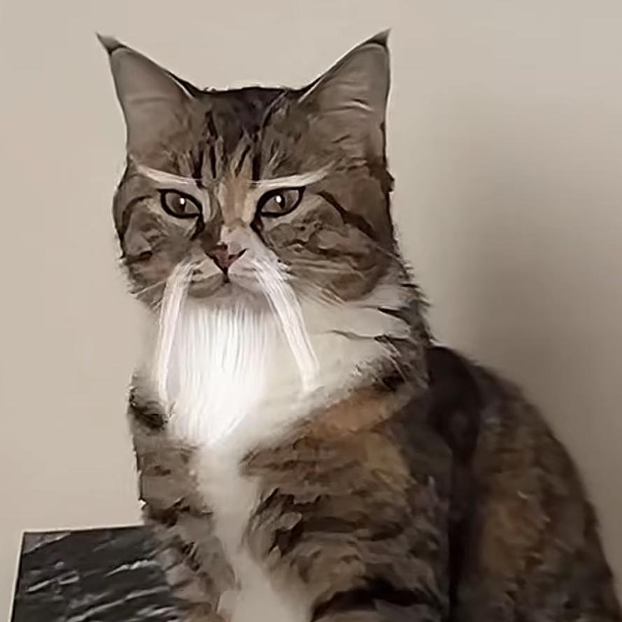 小᳐喵᳐弦音੭ 神奇老黑(爱吃芫荽)