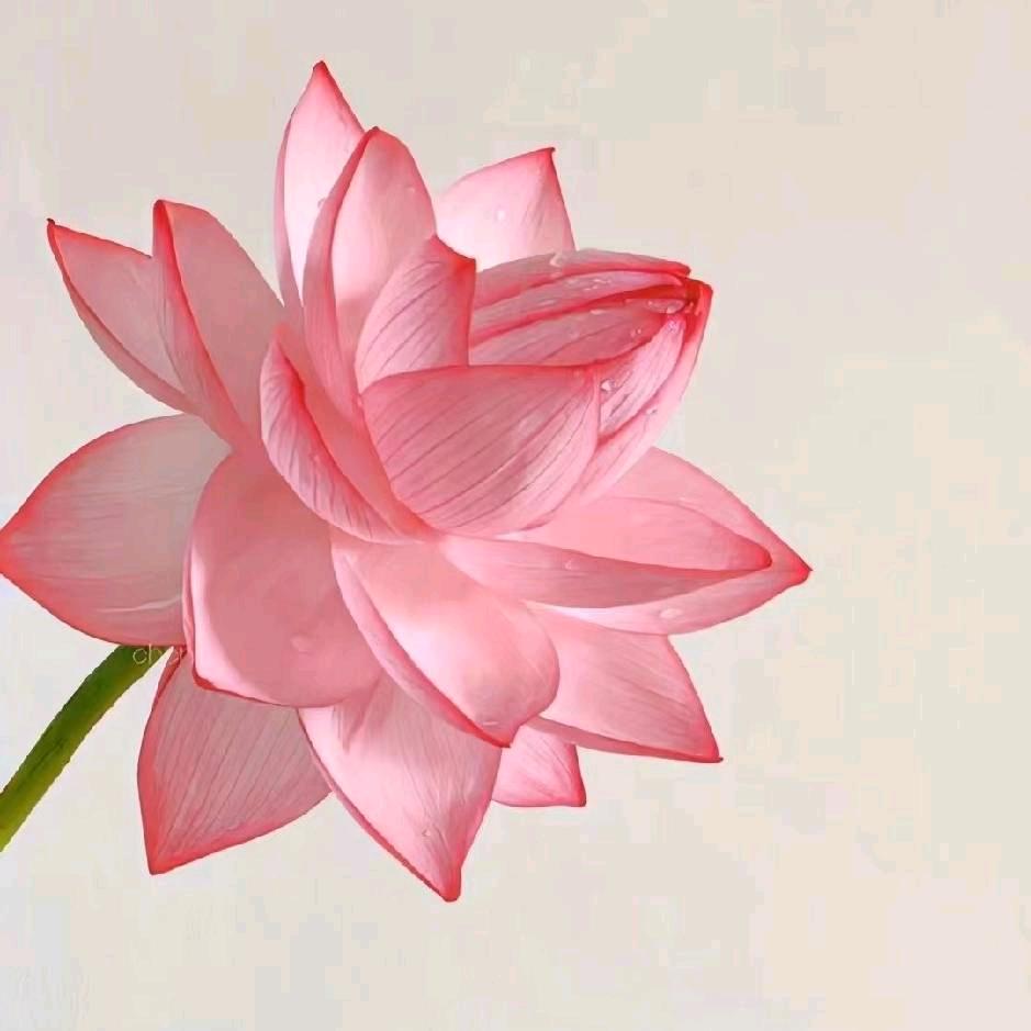 鸿宝妈妈1314（橱窗已开）