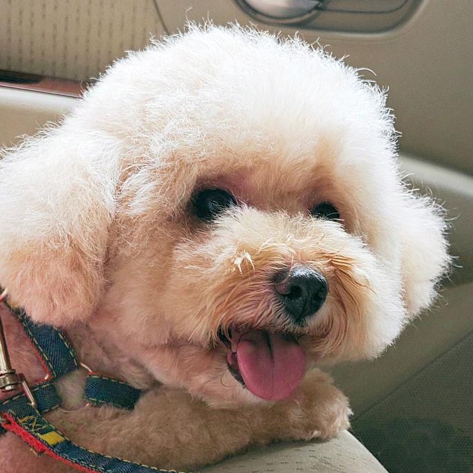 肥妹是只贵宾犬（省💰版）