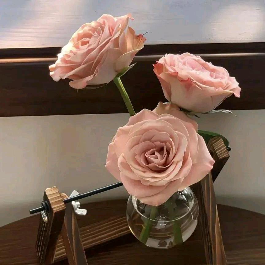 ♪❦蓝桉❦♪