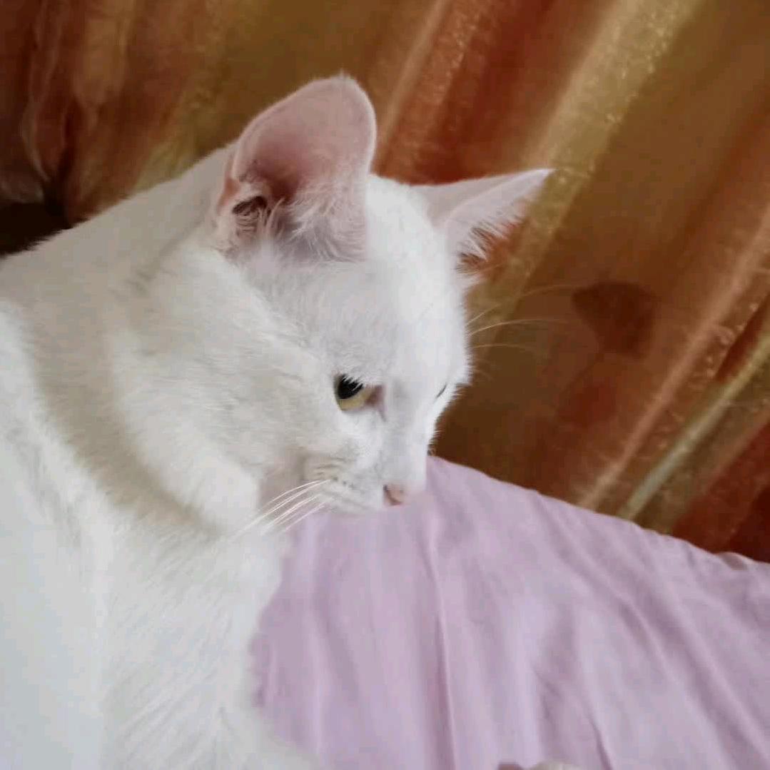 曼珠沙华