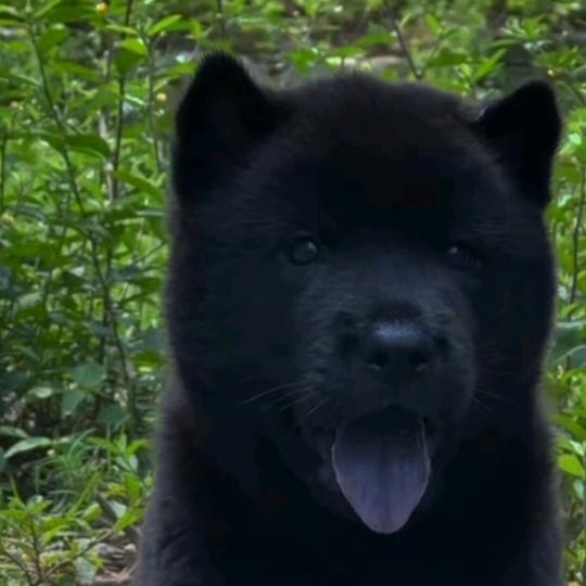 我爱中华田园犬🐶🥭
