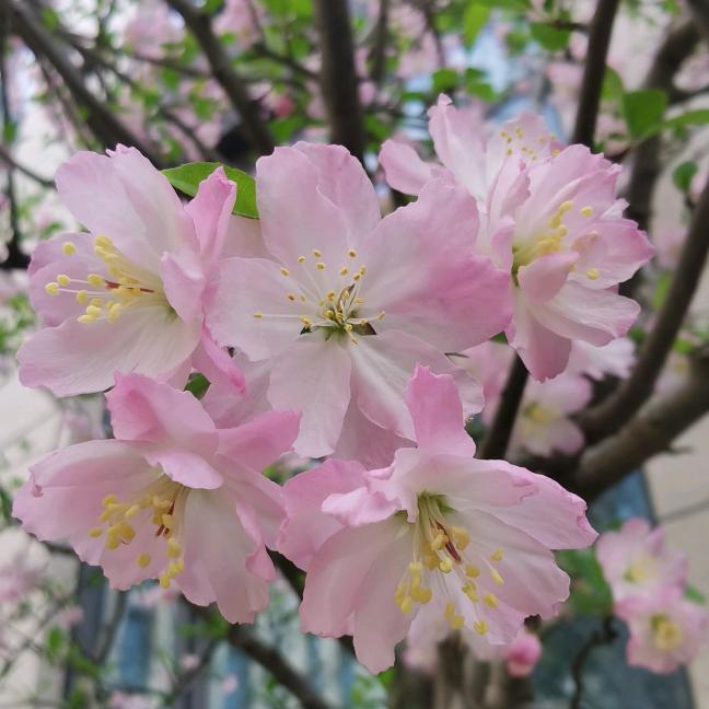 花开半夏