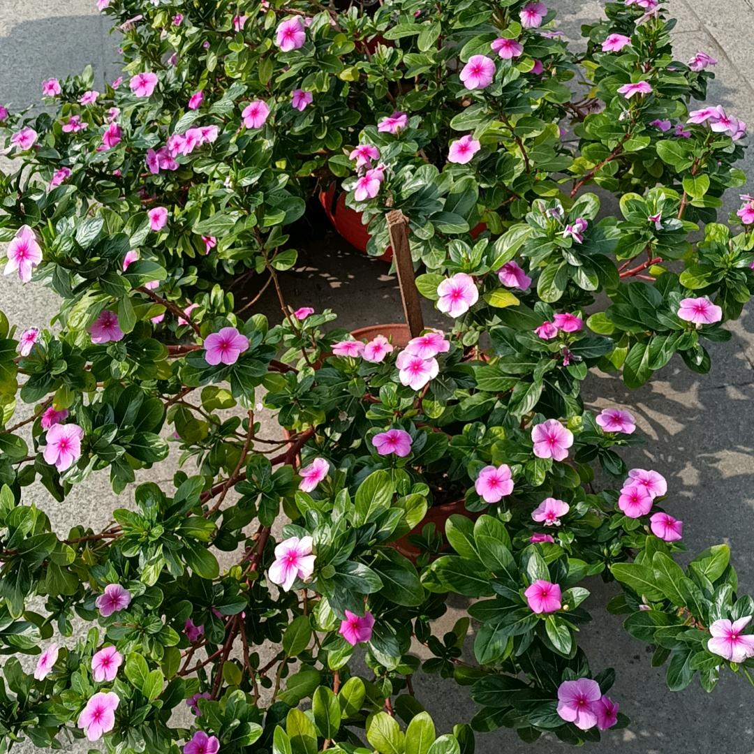 陈蕾