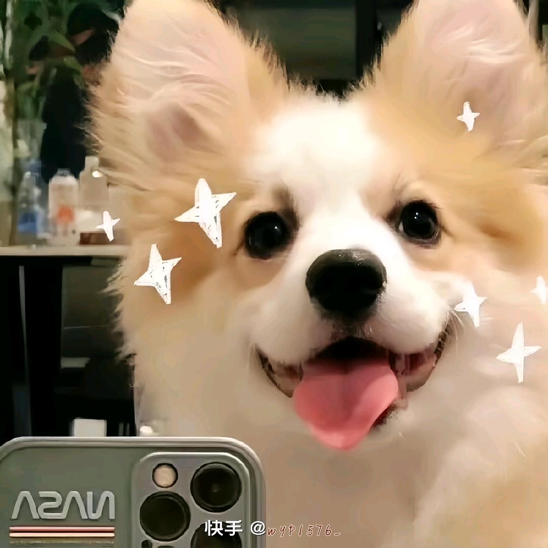 开满山茶花的年糕