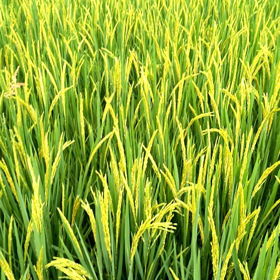 古月优质稻油种植